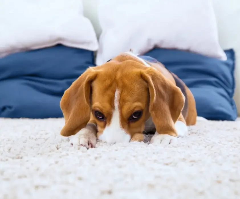 一只棕白相间的比格犬趴在米色地毯上,身后是蓝色床铺和白色枕头。