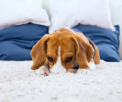 一只棕白相间的比格犬趴在米色地毯上,身后是蓝色床铺和白色枕头。