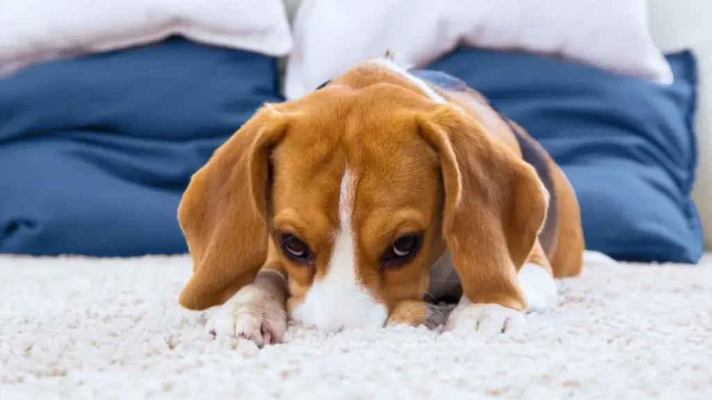 一只棕白相间的比格犬趴在米色地毯上，身后是蓝色床铺和白色枕头。