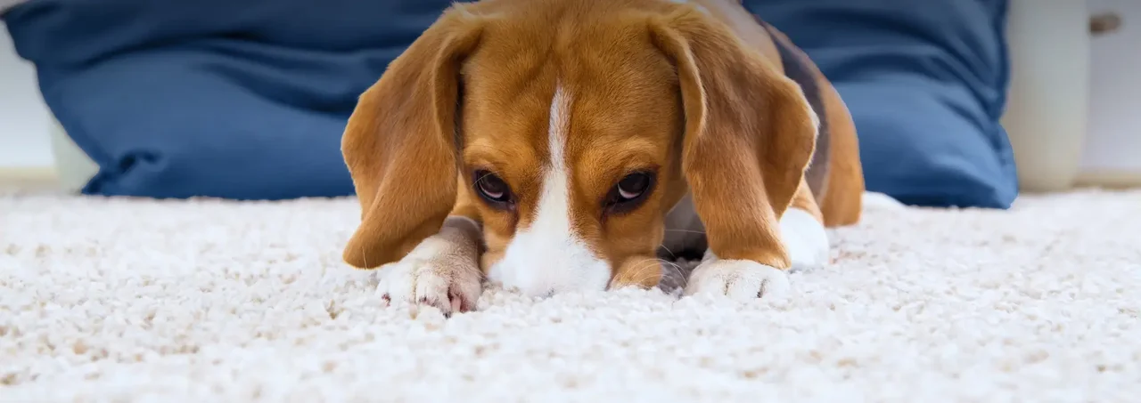 Một chú chó Beagle nằm trên thảm trắng, nhìn xuống, với chủ nhân ngồi phía sau mặc áo xanh.